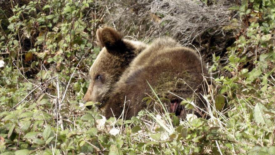 Muere una hembra de oso pardo por un disparo durante una cacería en Palencia