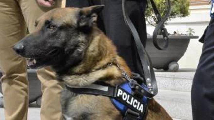 El perro policía detecta droga a siete personas en su primera semana