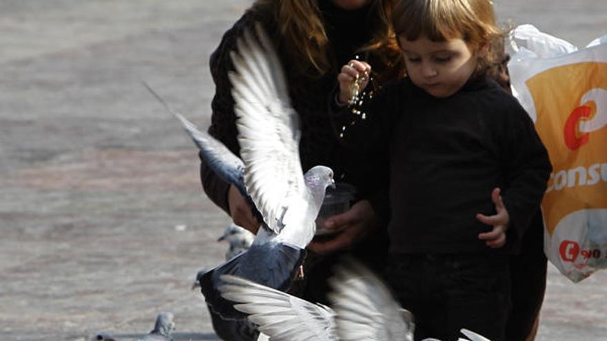 Exigen el regreso de  las palomas blancas a  la plaza de la Virgen