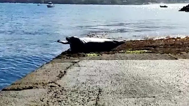 La nueva estrella de las costas gallegas se llama Oza y es una foca de más de 100 kilos