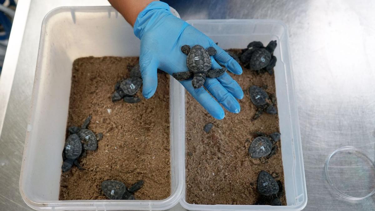 Las tortugas rescatadas en la playa de El Puig vuelven al mar.