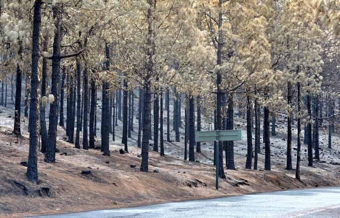 INCENDIO CUMBRE GRAN CANARIA