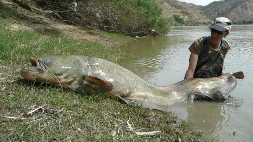 La DGA crea un grupo para el control de especies invasoras en redes de agua