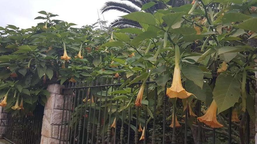 Las plantas con las que se elabora la burundanga en la finca de Olivares.