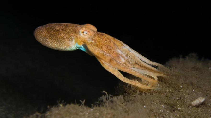 Este es el primer país que considera legalmente a los pulpos como seres inteligentes