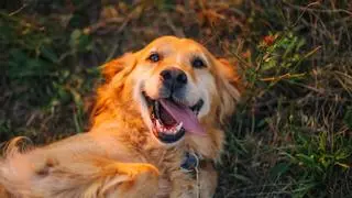 Día Mundial del Perro: "Son una fuente de apoyo emocional"