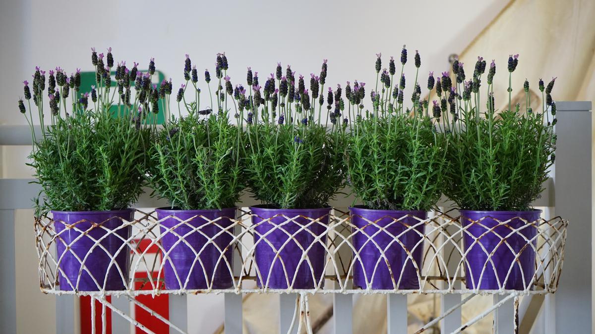 Plantas de exterior resistentes todo el año en macetas: Lavanda