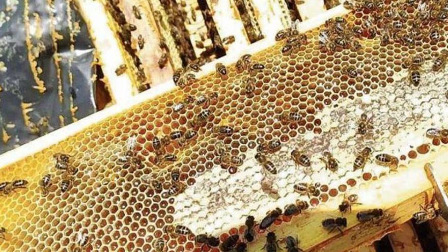 Las bajas temperaturas ponen en peligro la cosecha de miel aragonesa