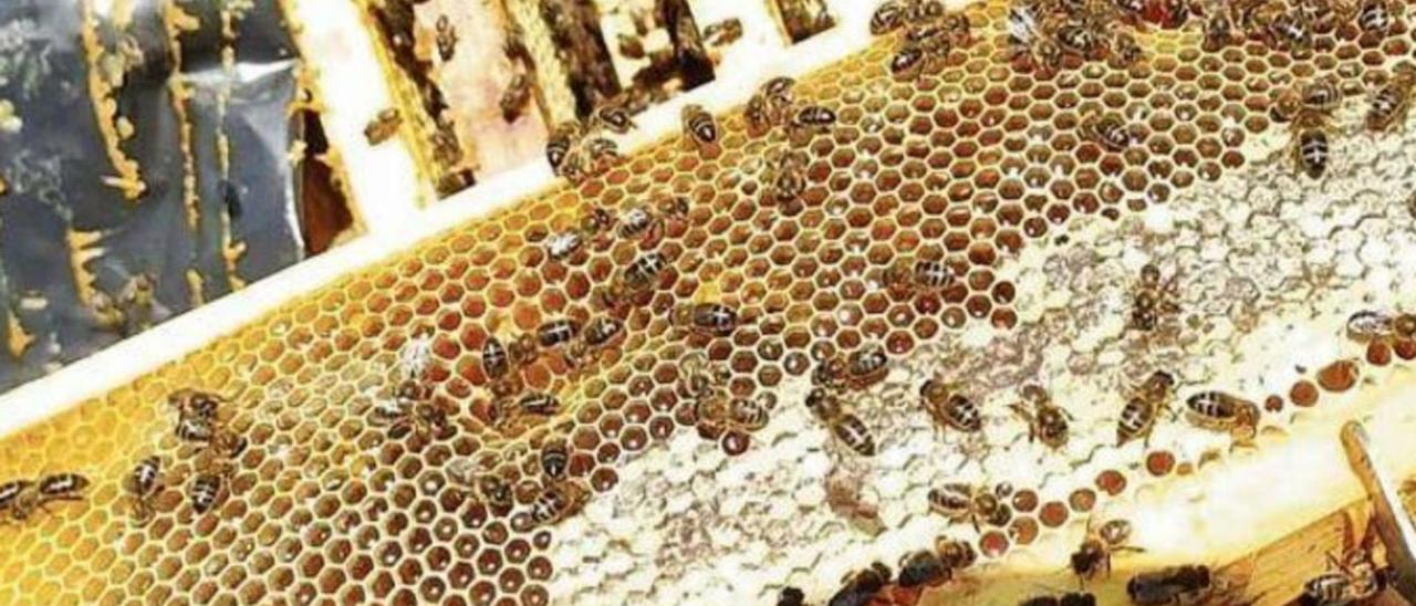 Los apicultores denuncian que la producción solo supone un 10% de la habitual.   | EL PERIÓDICO