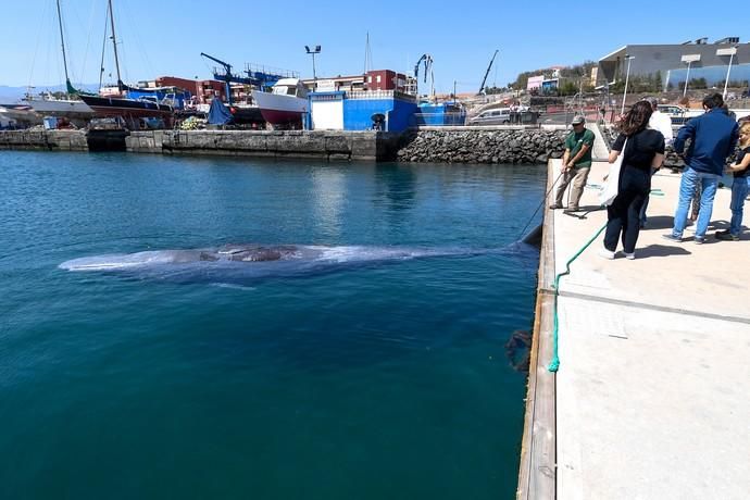 TELDE  13-03-19   TELDE. Localizan a una ballena cachalote hembra de nueve metros muerta flotando en la costa de Telde, la cual fue trasladada hasta el muelle de Taliarte a la espera de sus traslado al vertedero de Juana Grande donde le practicaran la necropsia. FOTOS: JUAN CASTRO