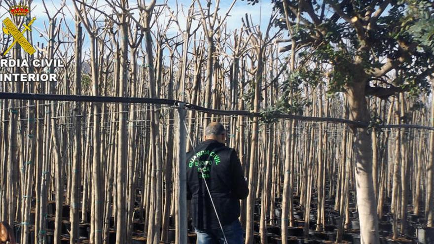 Roban 6.000 árboles de una finca de Cieza