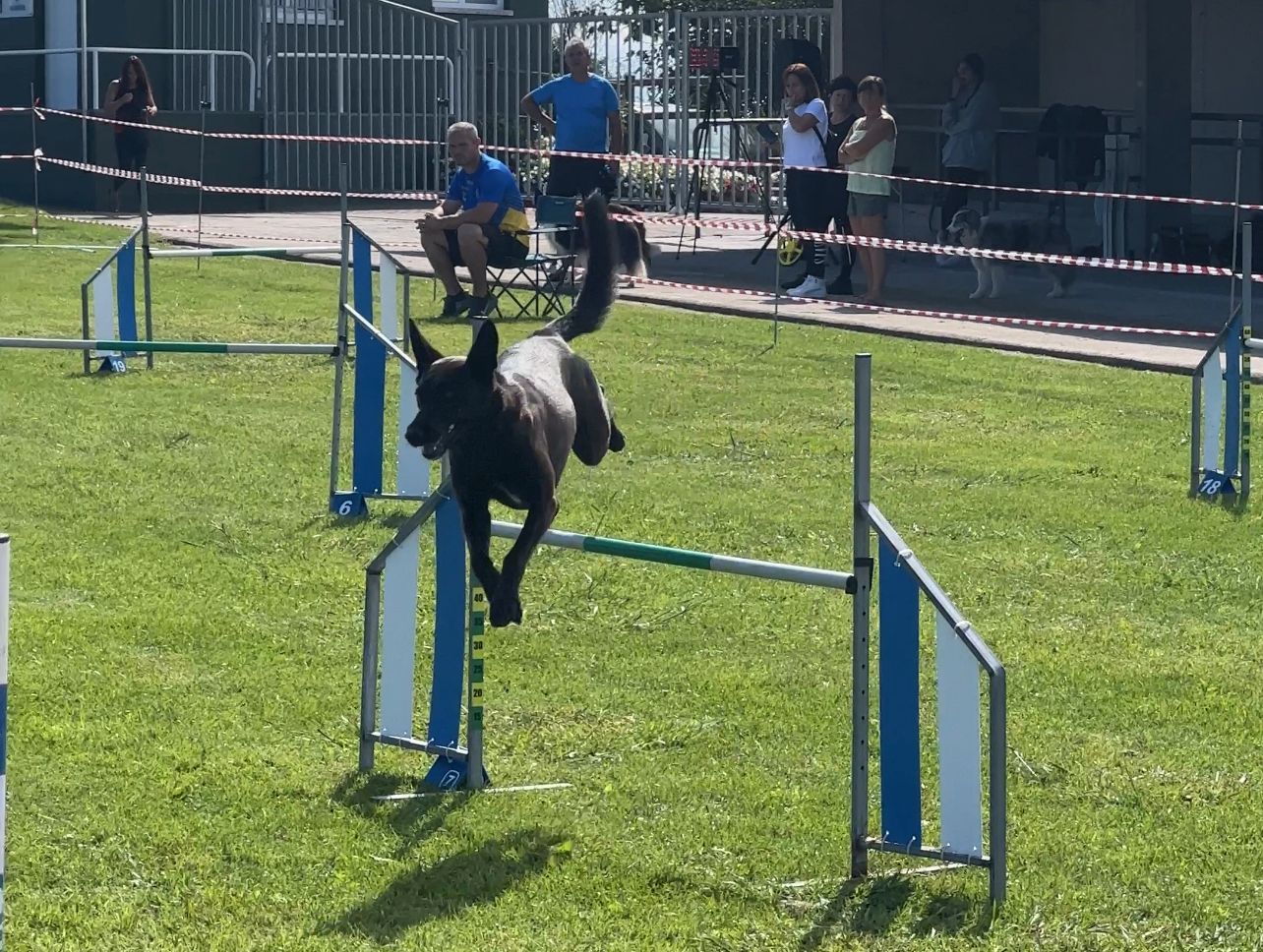 La prueba de la Liga Norte de Agility celebrada en Llanera, en imágenes