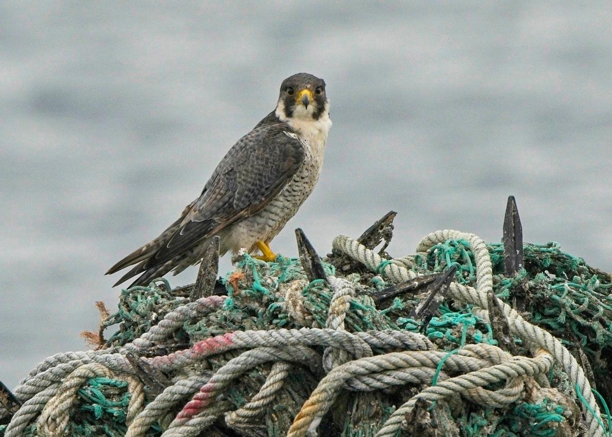 Un halcón peregrino posado tras comer sobre una batea.