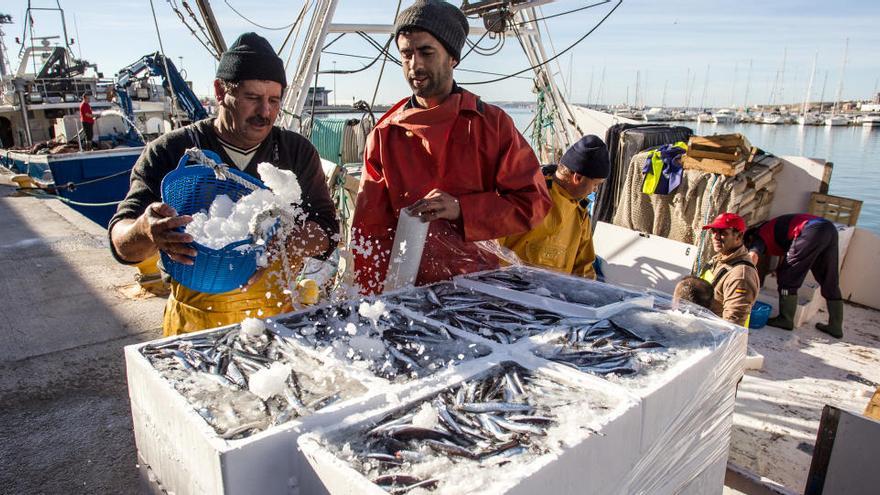 Pesca récord en la Lonja del Puerto de Alicante con 159 toneladas en un sólo día