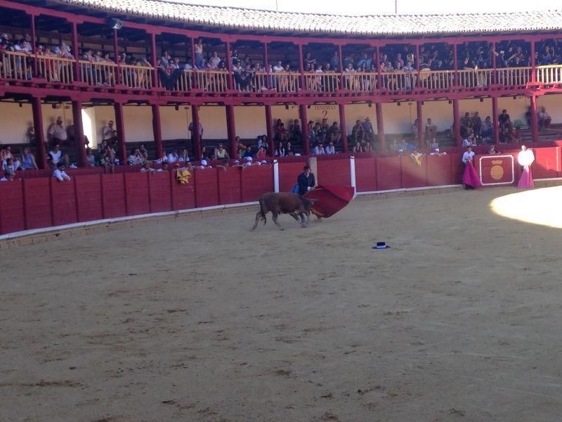 Fiestas en Toro | Becerrada de las peñas