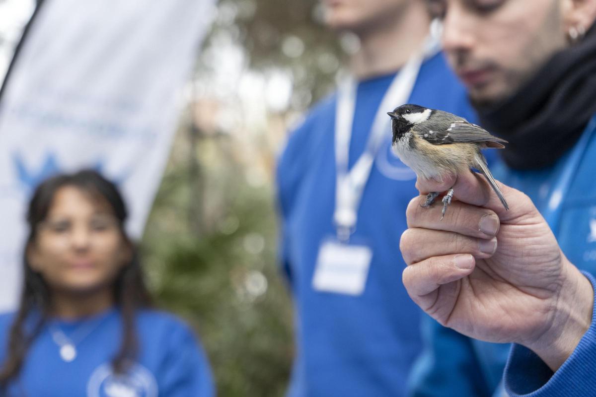 Exemplar de mallerenga petita o xinxarrella (‘Periparus ater’).