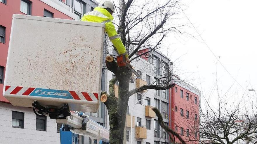 Uno de los árboles que es objeto de tala.