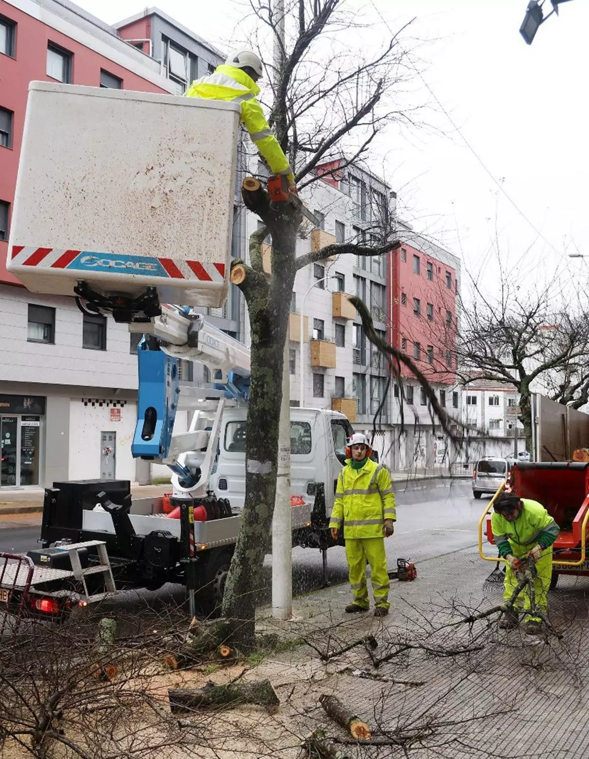 El Concello inicia la poda de casi 600 árboles en 30 calles de la ciudad