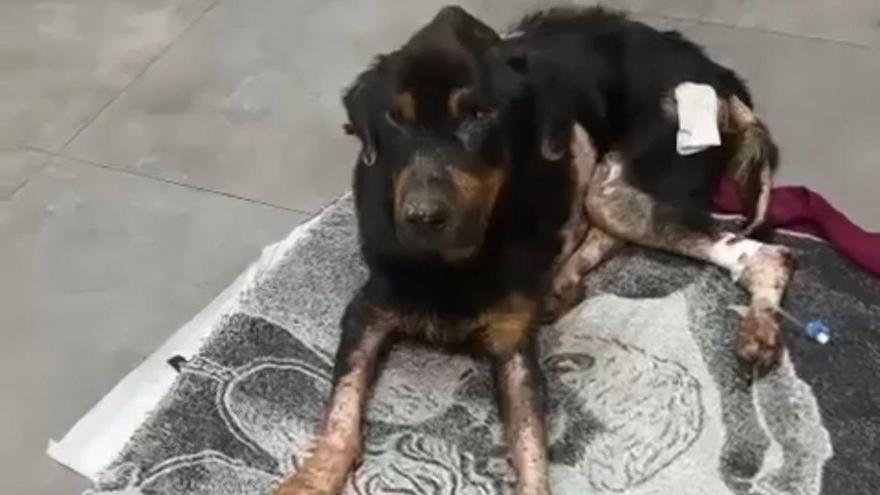 Alzira rescata a un perro maltratado &quot;en estado muy grave&quot;