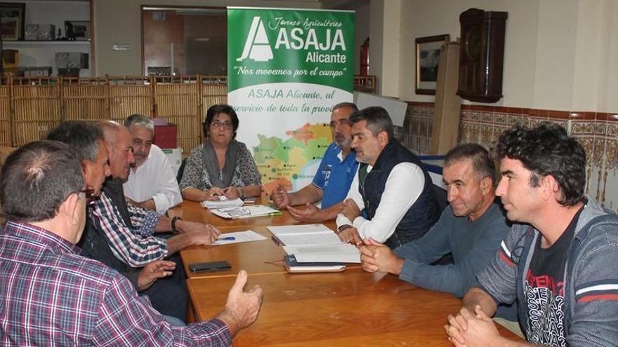 Nace en Pego la sectorial del arroz de Alicante