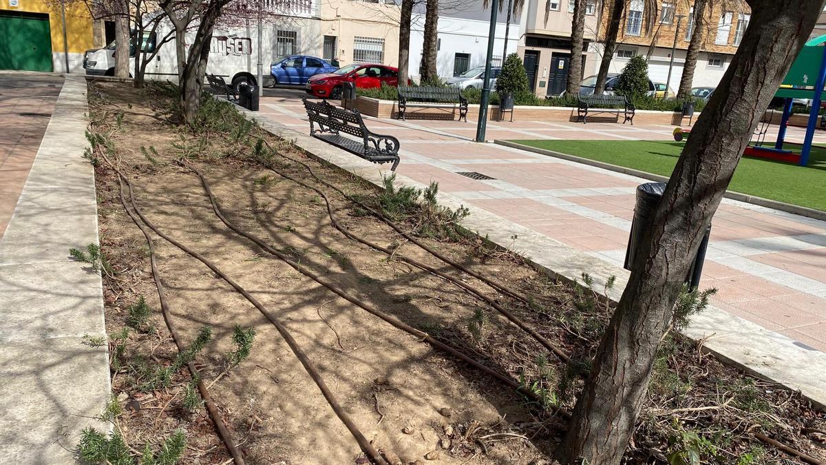 Calvas en los parterres con romero de la plaza Santiago Arolo de Badajoz.