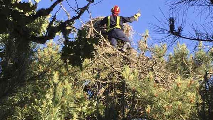 Escalada de uno de los bomberos hasta el nido de la cigüeña para liberarla de las ataduras.