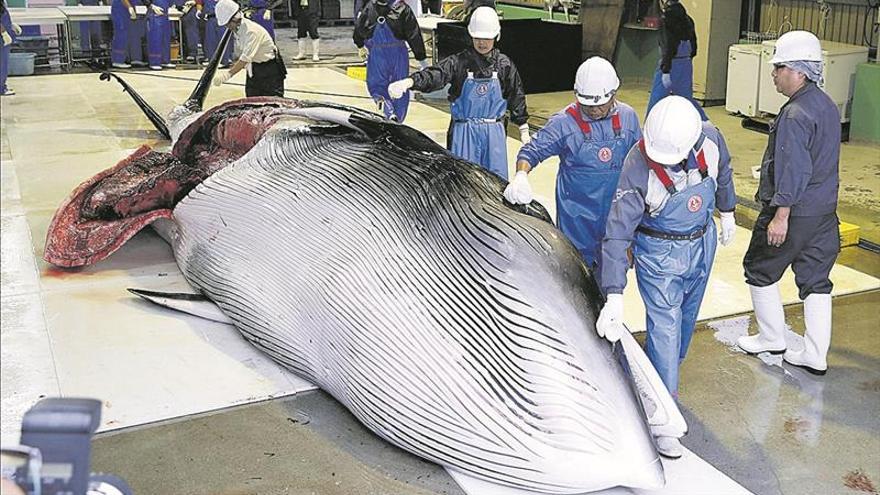 Japón retoma la caza comercial de ballenas después de 30 años