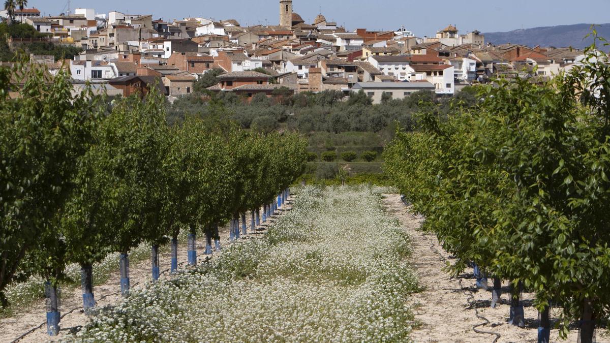 Campo de cultivos en Bèlgida, con la población al fondo.