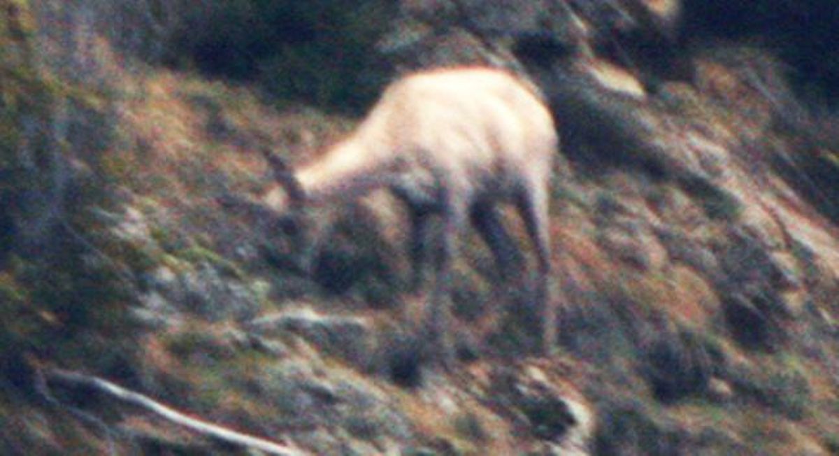 L’isard albí d’Aigüestortes, en una foto de baixa qualitat.