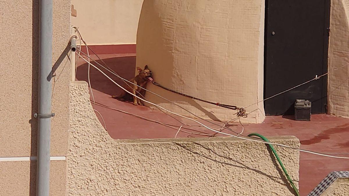 Un perro permanece atado sin agua y al sol durante horas hasta que muere en Torrevieja