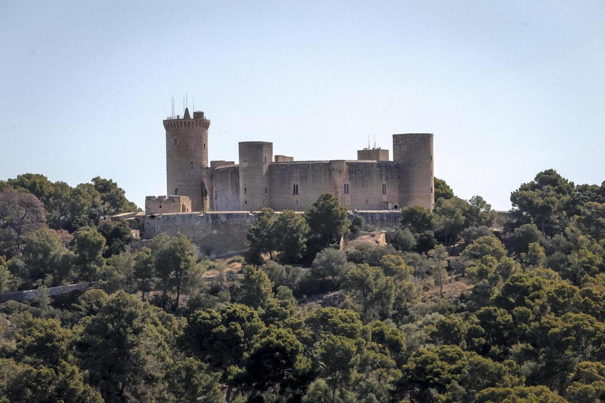 Cort regenerará la masa forestal del bosque de Bellver.