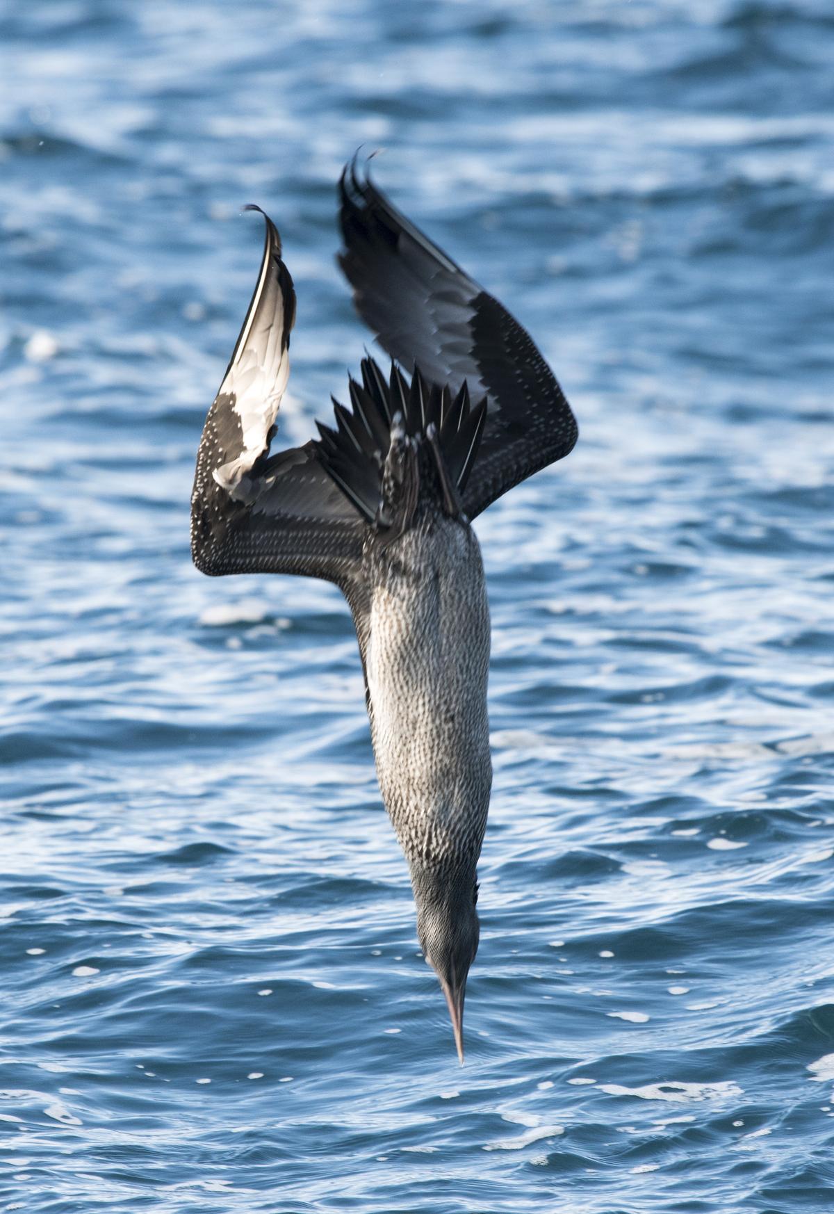 Un alcatraz en plena pesca,