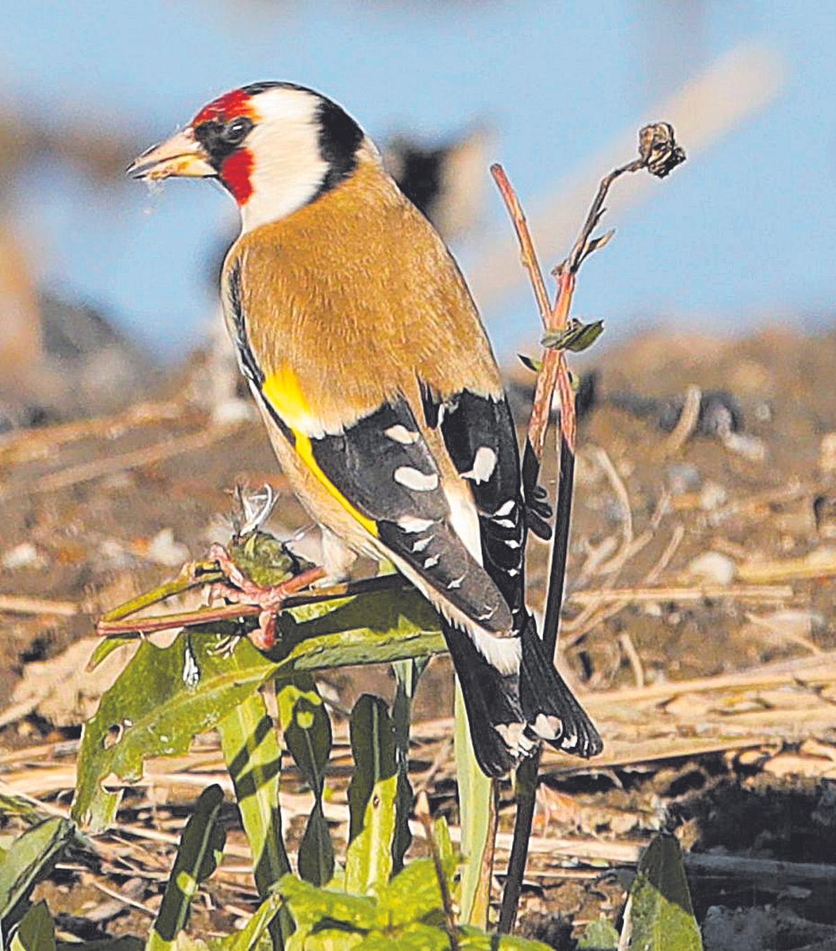 Per a diferenciar entre caderneres mascles i fellemes cal fixar-se en el color groc de les plomes de les ales.