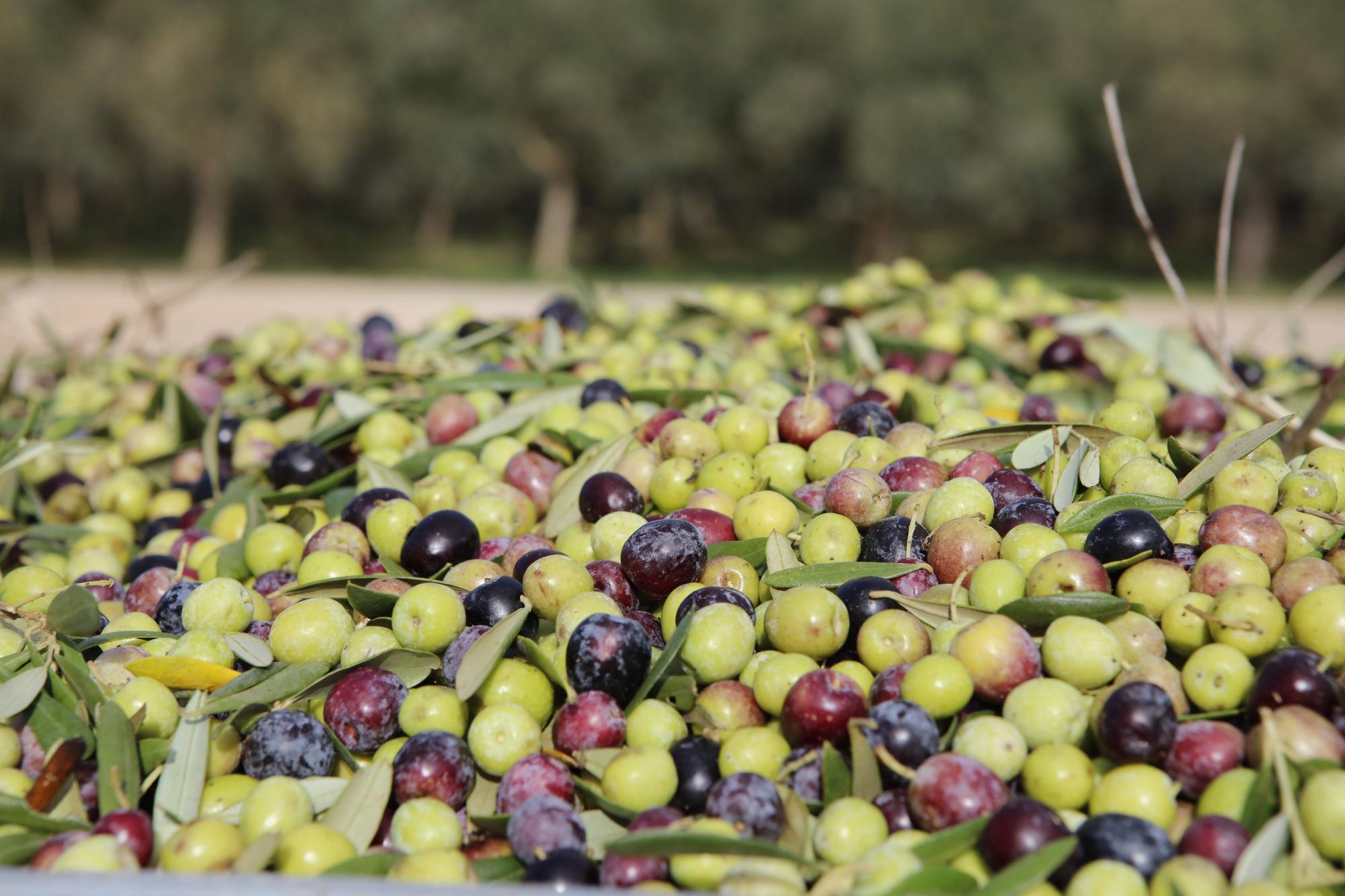Ernte in den Feldern von Edel-Olivenölhersteller Aubocassa bei Manacor