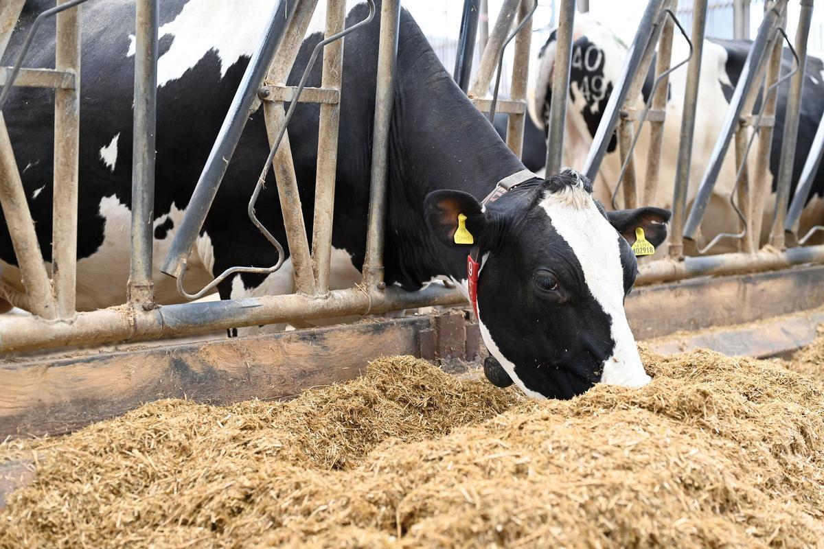 La alimentación de las vacas lecheras desde el inicio de su vida es determinante para reducir el impacto ambiental de la producción de leche