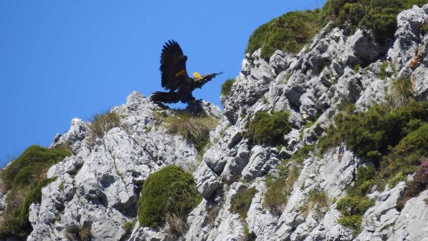 &quot;Pilar&quot; sobrevuela los Picos de Europa