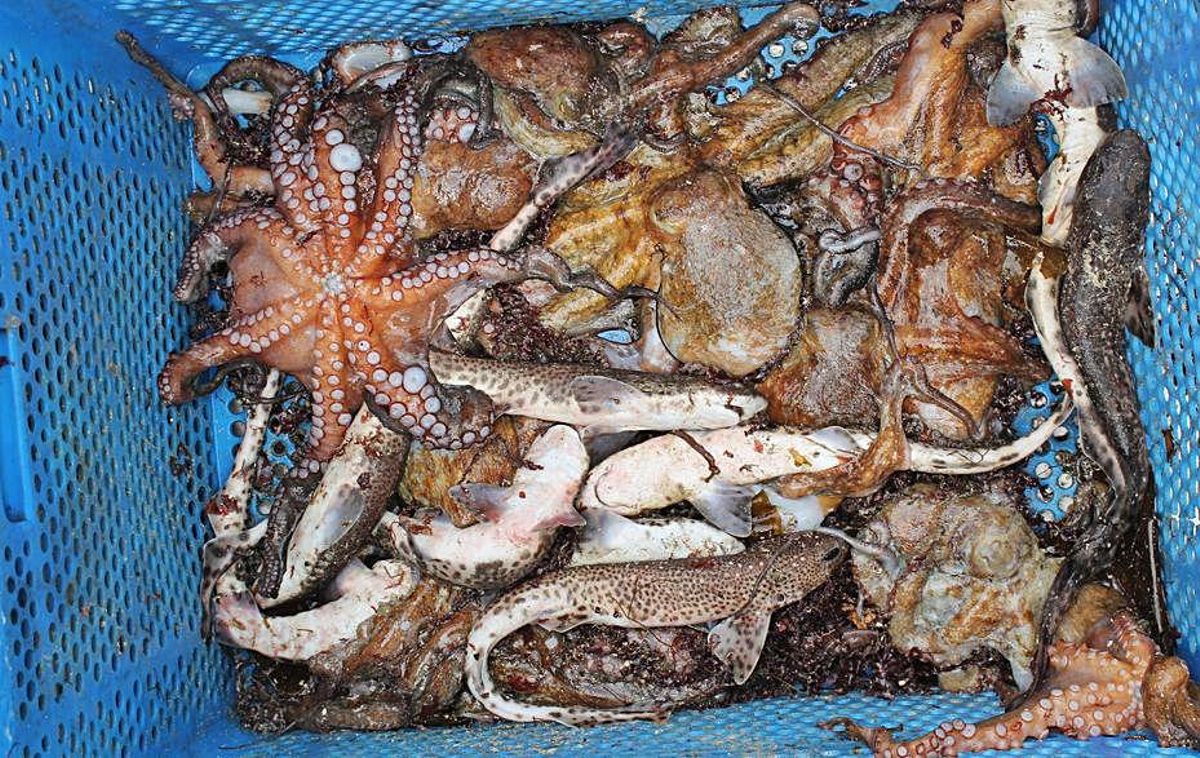 El copo llega lleno a bordo del ‘Charpat Segundo’ | J.M.L.R.