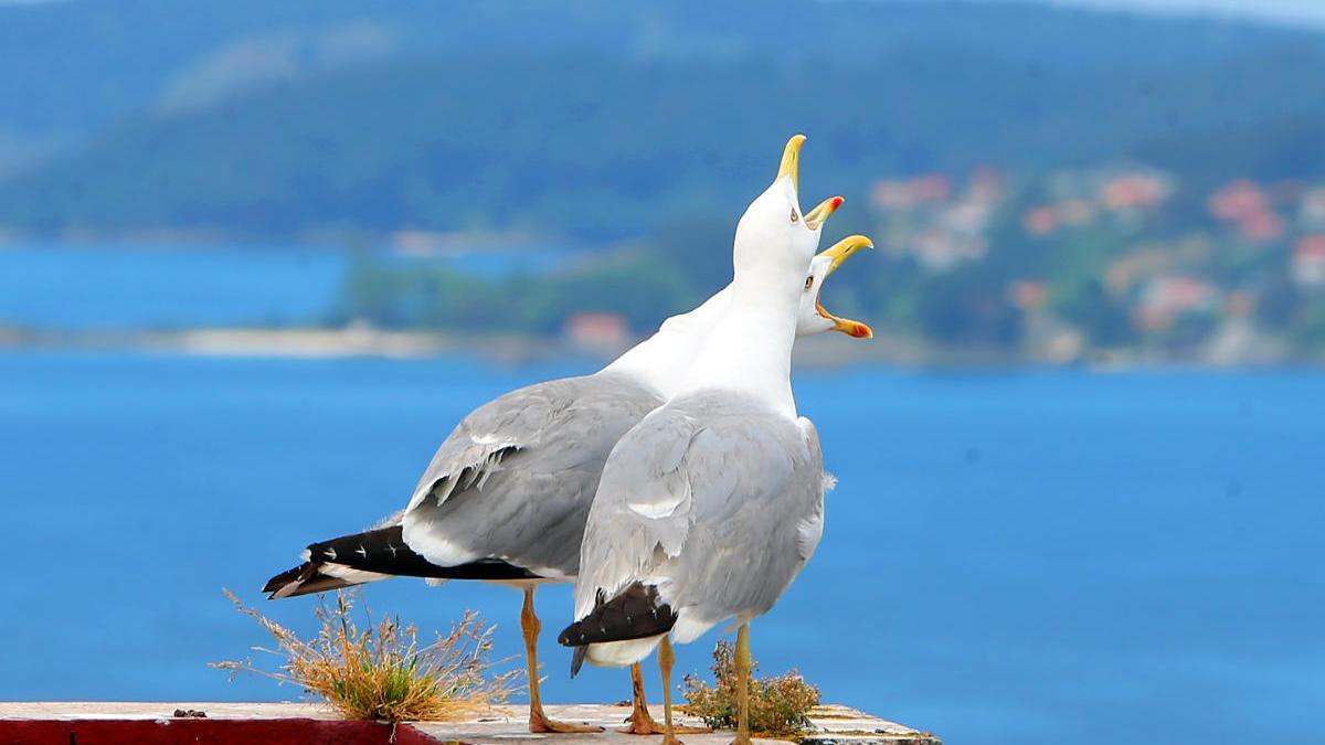 Dos gaviotas graznan en una azotea de Vigo. // Marta G. Brea