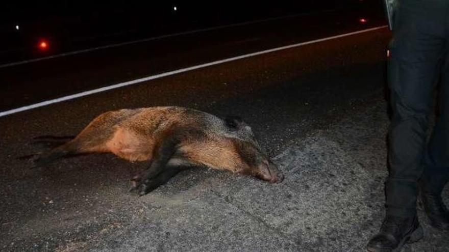 Uno de los jabalíes muertos en el accidente en el vial de acceso al corredor en A Rúa. // Gonzalo Núñez