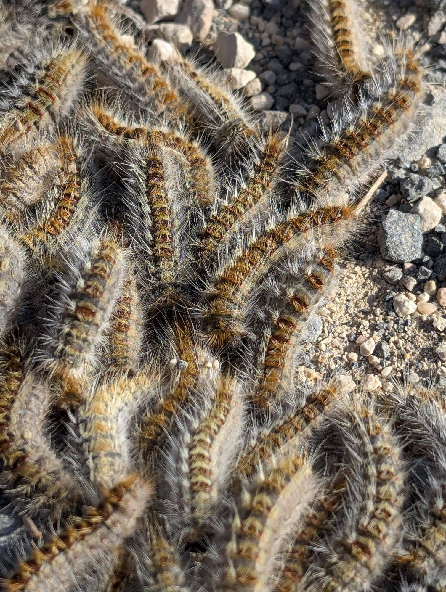 La procesionaria, una plaga que se expande en las zonas naturales