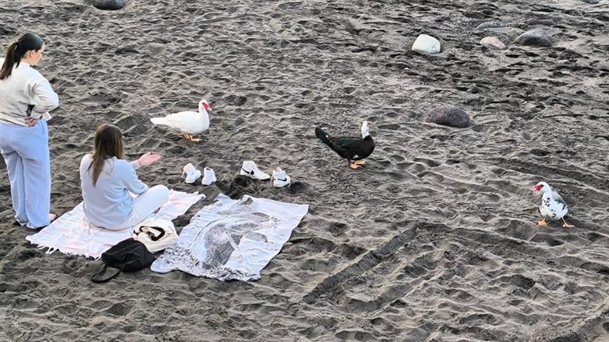 Los patos se van a bañar a El Socorro