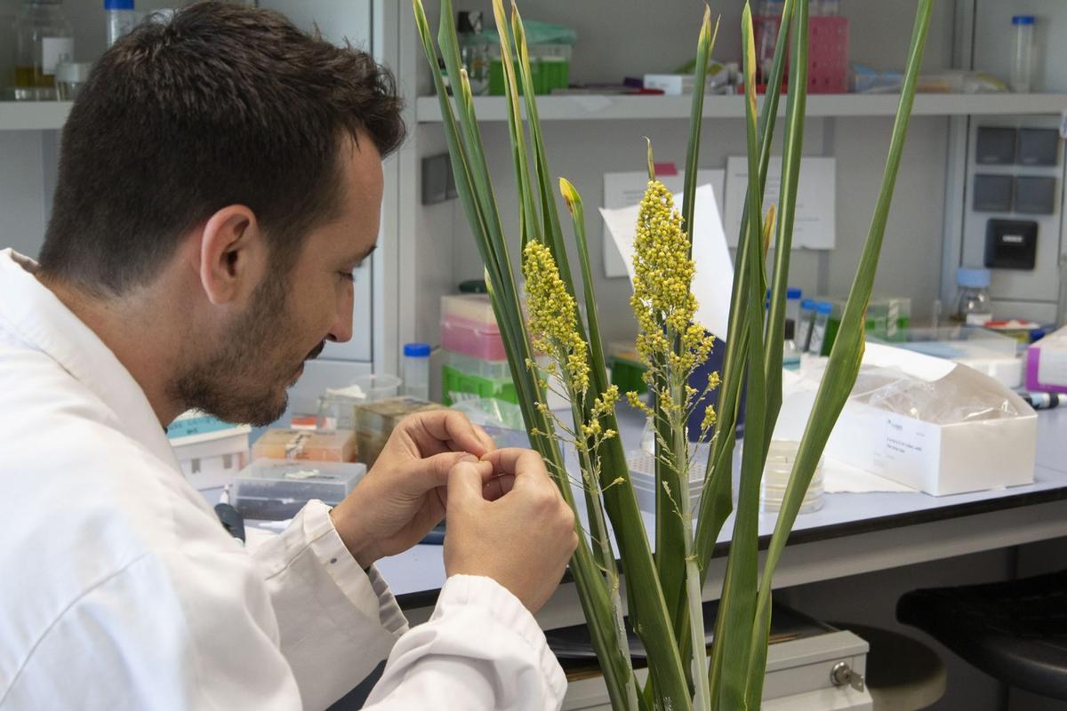 Un científico con una planta