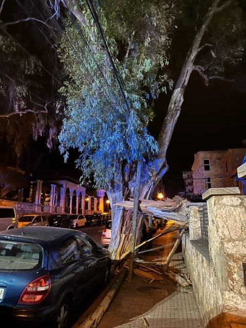 Caída de una rama de 25 metros en la calle Son Armadans de Palma