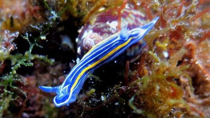 Un colorido nudibranquio fotografiado en la costa