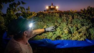 El sector del cava ven el 12% menys fins a l’octubre castigat per la sequera