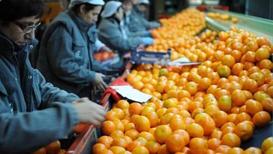 Castellón pretende sumar exportación de naranja tras caer la campaña pasada