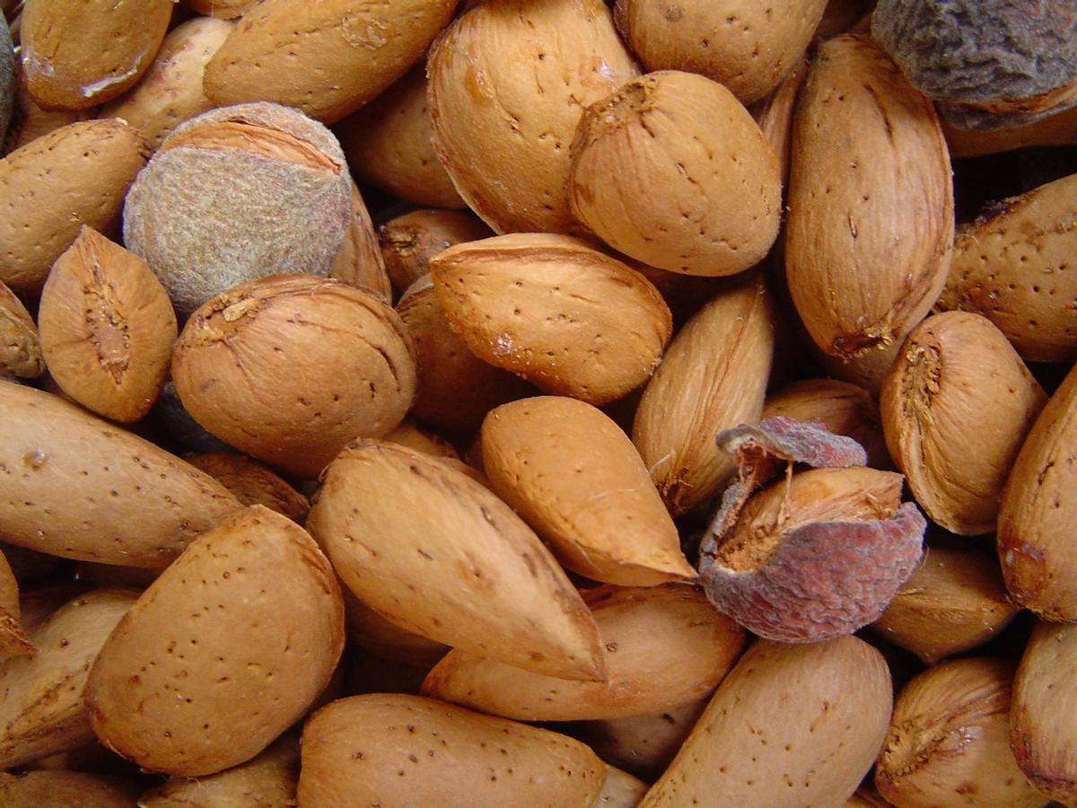 La almendra está considerada un 'súper alimento' por sus cualidades nutricionales.