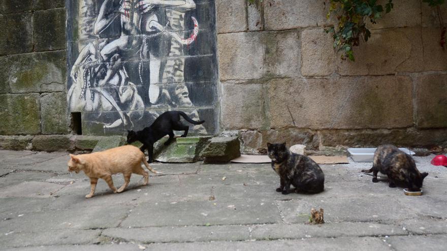 El Concello de Sanxenxo triplica su presupuesto para el control de los gatos callejeros del municipio