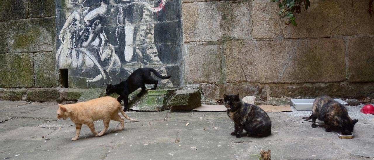 Colonia de gatos en un solar abandonado.