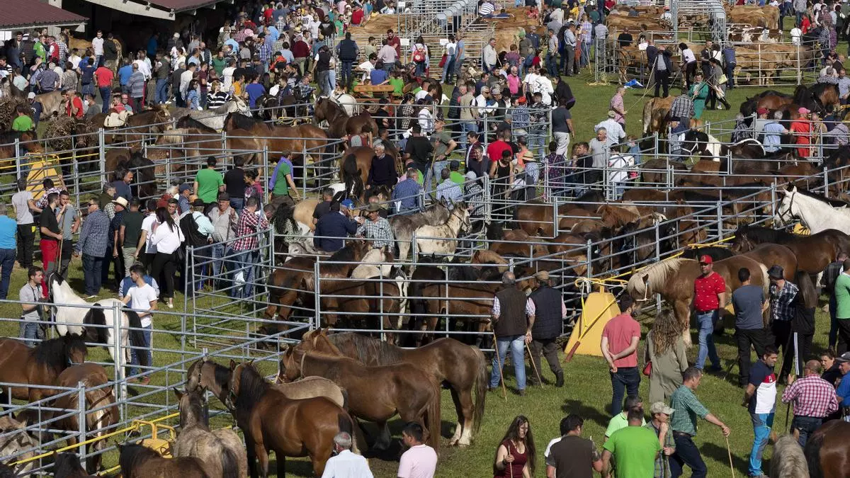 Lleno total en Llanera por San Isidro: 15.000 visitantes y 7.500 reses en la gran feria de ganado del fin de semana